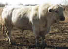 Bohatysupremebull.jpg (11325 bytes)