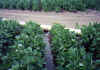 Crops99 Irrigation Gravity.jpg (14569 bytes)