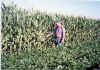 Crops99 Walter Stand by Corn.jpg (19300 bytes)